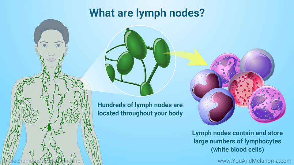 What are lymph nodes?