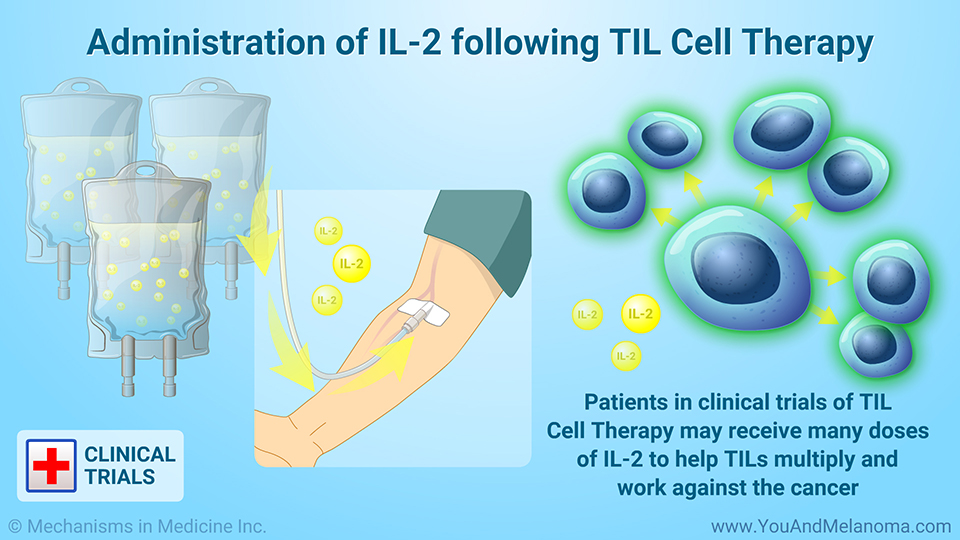 Administration of IL-2 following TIL Cell Therapy