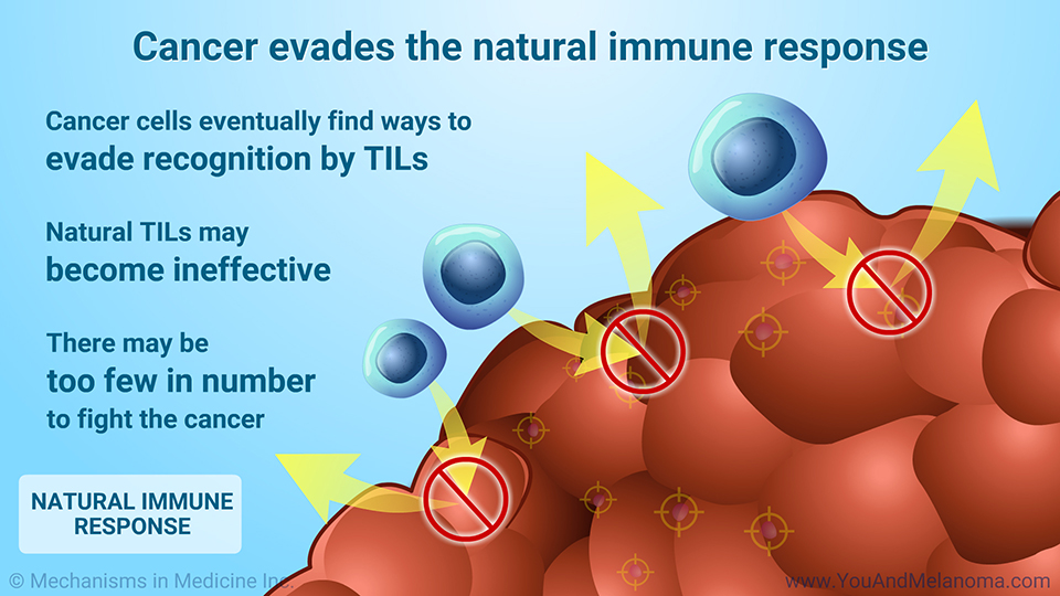 Cancer evades the natural immune response
