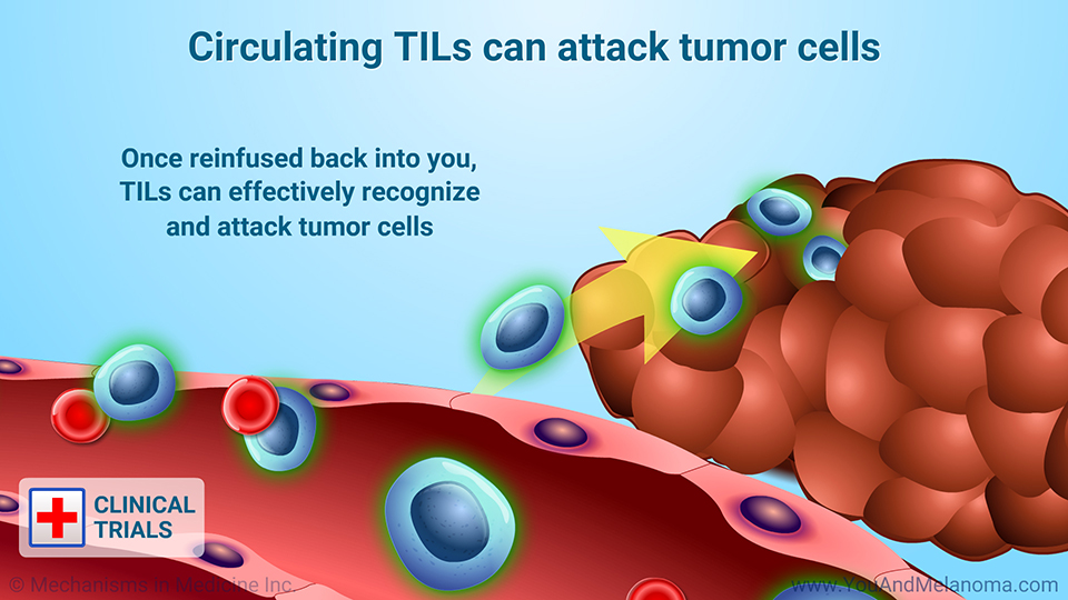 Circulating TILs can attack tumor cells