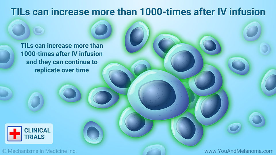 TILs can increase more than 1000-times after IV infusion