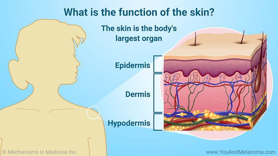 What is the function of the skin?
